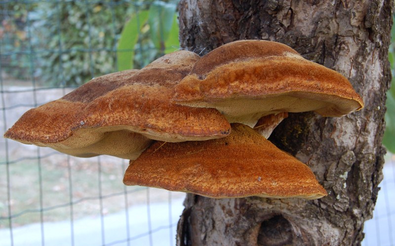 Bellissimo su melo. - (Inonotus hispidus)